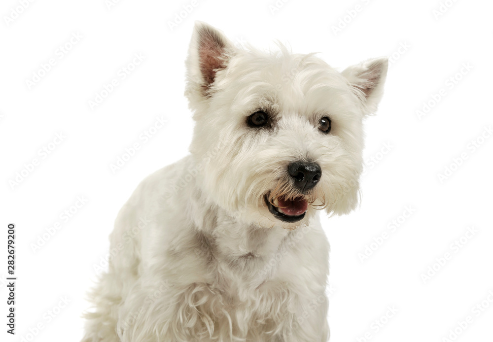 Portrait of an adorable West Highland White Terrier looking curiously Portrait of an adorable West Highland White Terrier looking curiously