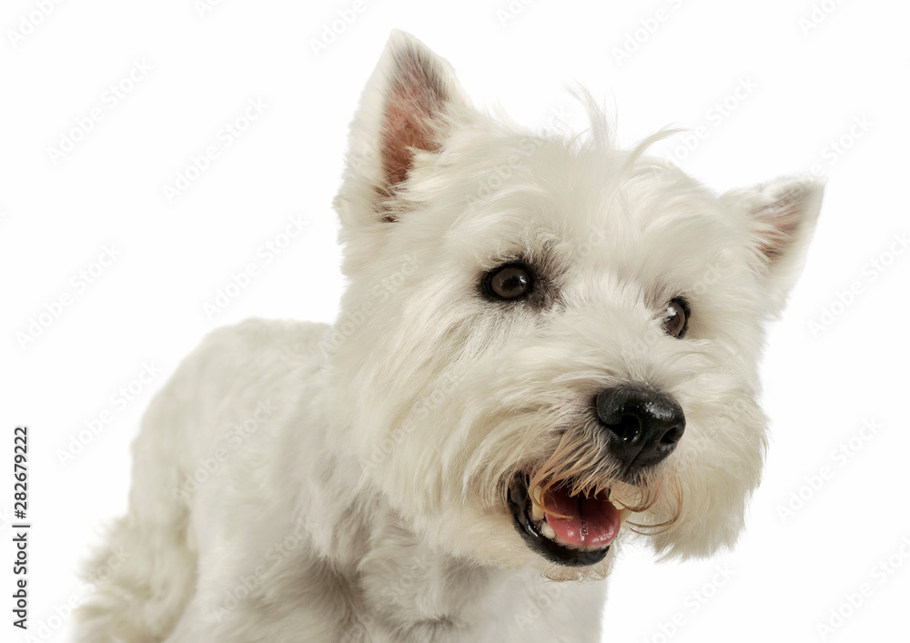 Portrait of an adorable West Highland White Terrier looking angry Portrait of an adorable West Highland White Terrier looking angry