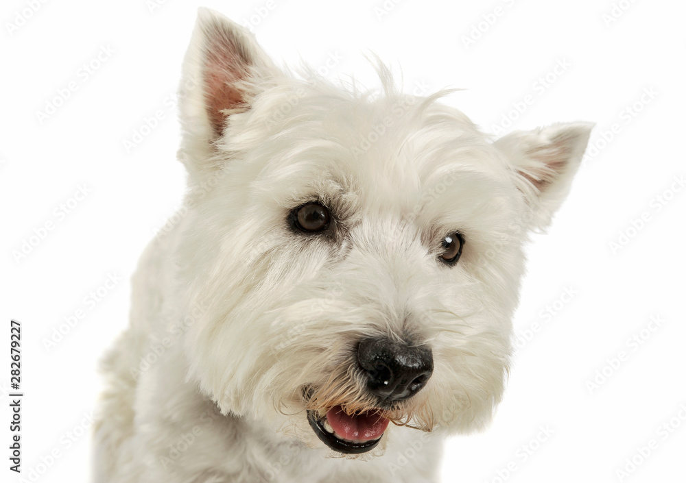 Portrait of an adorable West Highland White Terrier looking curiously Portrait of an adorable West Highland White Terrier looking curiously