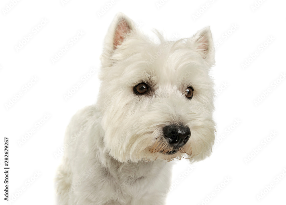Portrait of an adorable West Highland White Terrier looking curiously Portrait of an adorable West Highland White Terrier looking curiously