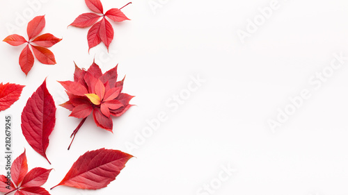Bright red dead leaves on white background