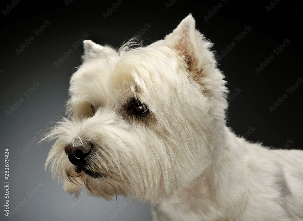 Portrait of an adorable West Highland White Terrier looking curiously Portrait of an adorable West Highland White Terrier looking curiously