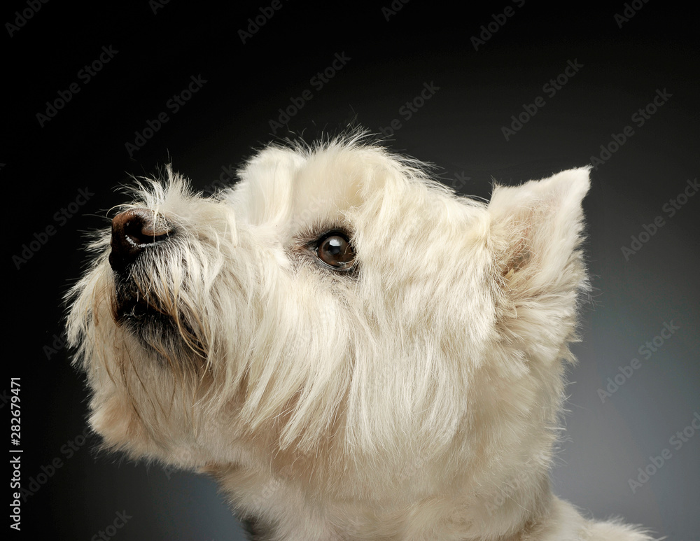 Portrait of an adorable West Highland White Terrier looking up curiously