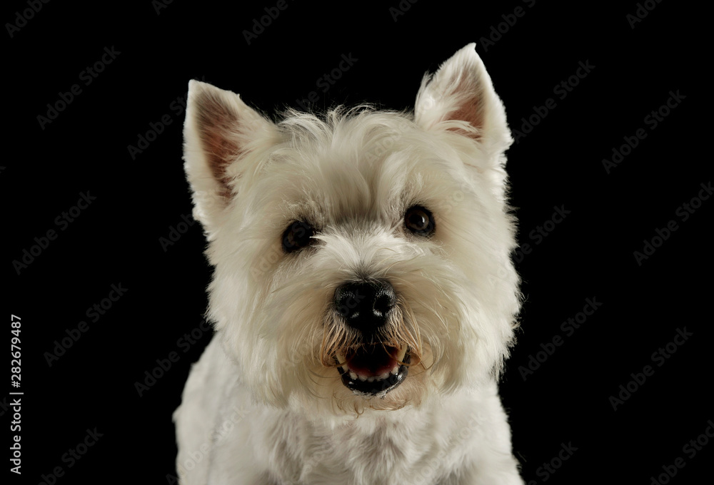 Portrait of an adorable West Highland White Terrier looking curiously at the camera Portrait of an adorable West Highland White Terrier looking curiously at the camera