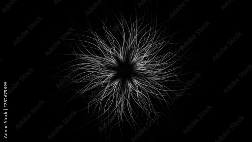 line drawing of a floral blossom - seamless looping (FULL HD) line drawing of a floral blossom - seamless looping (FULL HD)