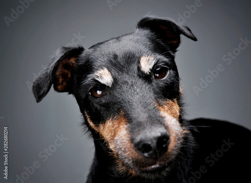 Portrait of an adorable Deutscher Jagdterrier looking curiously at the camera