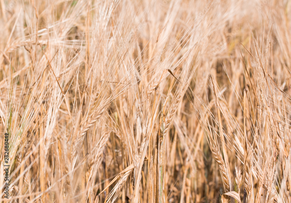 Rye field under the summer hot sun, ripe ears of rye Rye field under the summer hot sun, ripe ears of rye