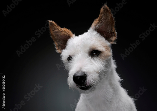 Portrait of an adorable terrier puppy looking curiously at the camera - studio shot, isolated on grey background © Csand
