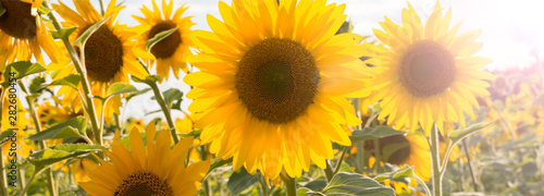 Fototapeta Naklejka Na Ścianę i Meble -  Sunflower natural background. Sunflower blooming. Close-up of sunflower. Bright yellow sunflowers and sun