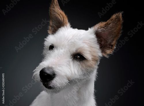 Portrait of an adorable terrier puppy looking curiously - studio shot, isolated on grey background © Csand