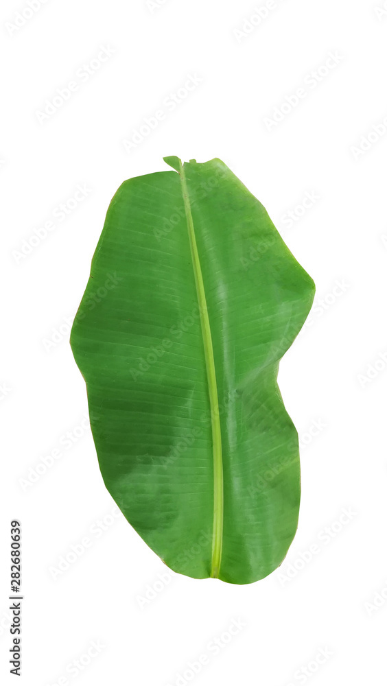 Fototapeta premium Green banana leaf isolated on a white background