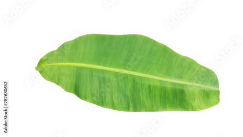 Green banana leaf isolated on a white background