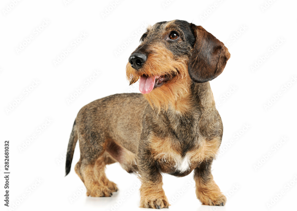 Studio shot of an adorable wire-haired Dachshund standing and looking satisfied Studio shot of an adorable wire-haired Dachshund standing and looking satisfied