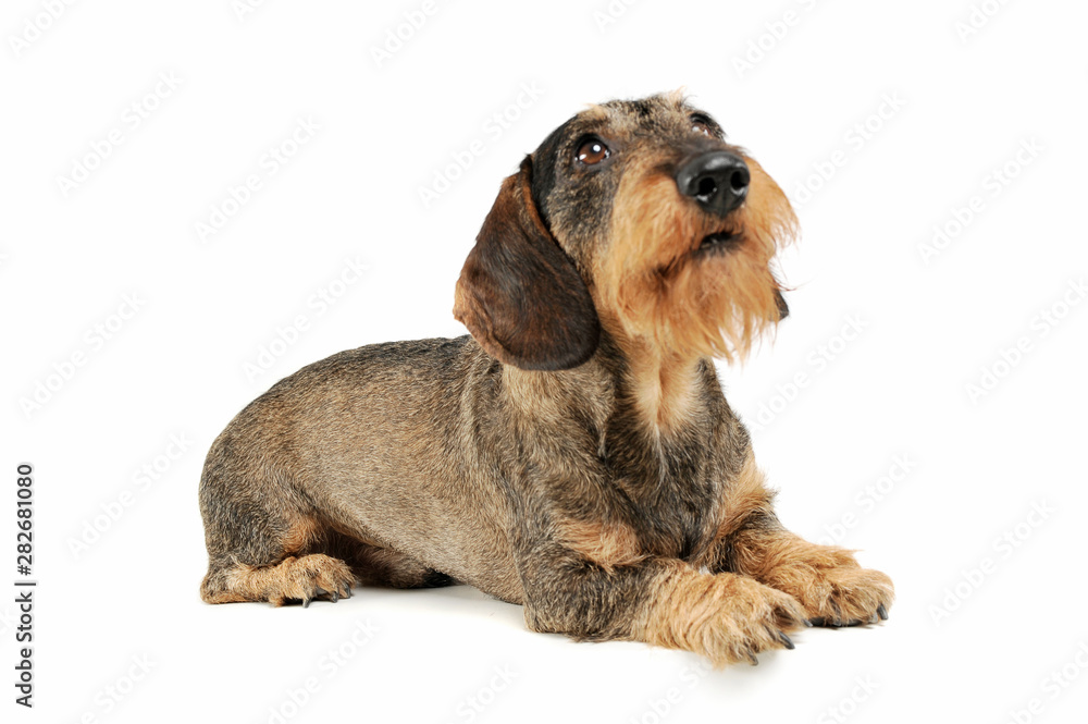 Studio shot of an adorable wire-haired Dachshund lying and looking up curiously