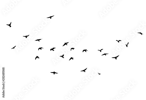 Canvastavla A flock of flying birds. Vector illustration