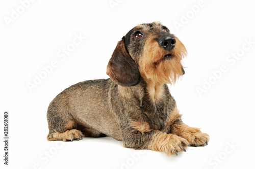Studio shot of an adorable wire-haired Dachshund lying and looking up curiously © Csand