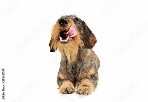 Studio shot of an adorable wire-haired Dachshund lying and licking his lips