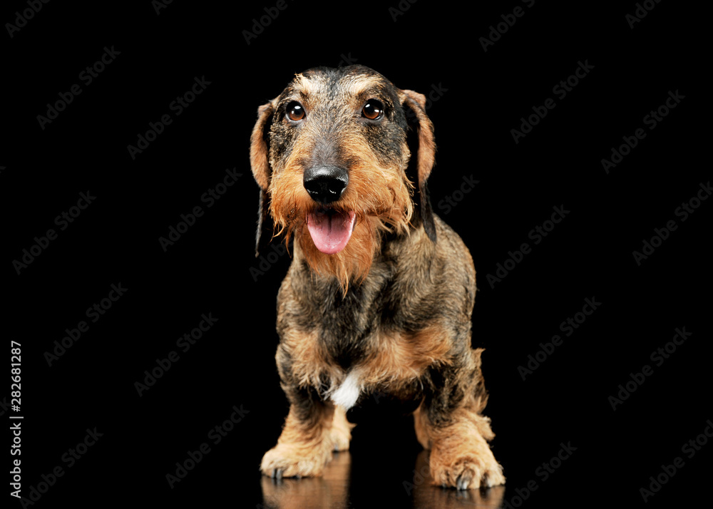 Studio shot of an adorable wire-haired Dachshund standing and looking curiously at the camera Studio shot of an adorable wire-haired Dachshund standing and looking curiously at the camera