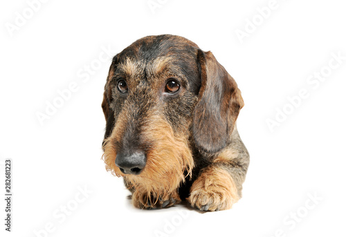 Studio shot of an adorable wire-haired Dachshund lying and looking curiously