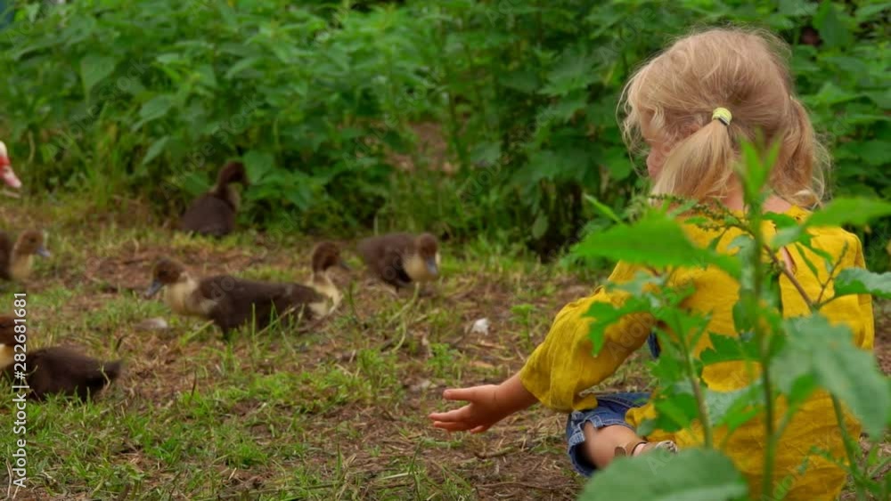 Little girl watches a duck with ducklings walking on the grass Little girl watches a duck with ducklings walking on the grass