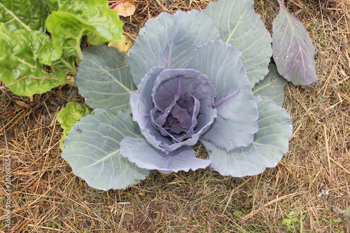 red cabbage in the garden