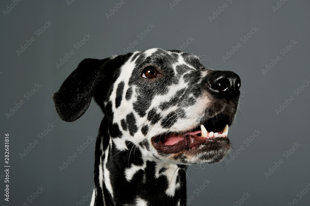 Portrait of an adorable Dalmatian dog looking looking up curiously - isolated on grey background.