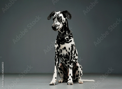Studio shot of an adorable Dalmatian dog sitting and looking down curiously