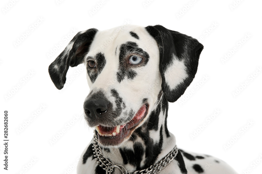 Portrait of an adorable Dalmatian dog with different colored eyes looking curiously