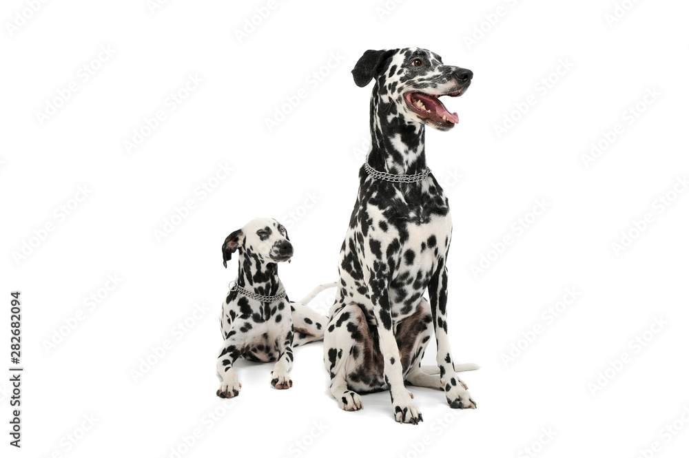 Studio shot of two adorable Dalmatian dog looking satisfied - isolated on white background