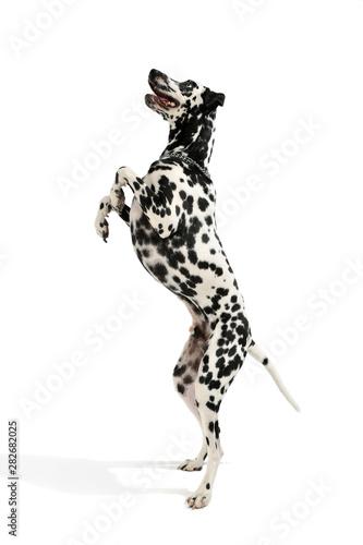 Studio shot of an adorable Dalmatian dog standing on hind legs and looking curiously