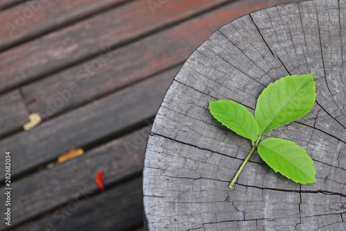 close up leaf on tree stump