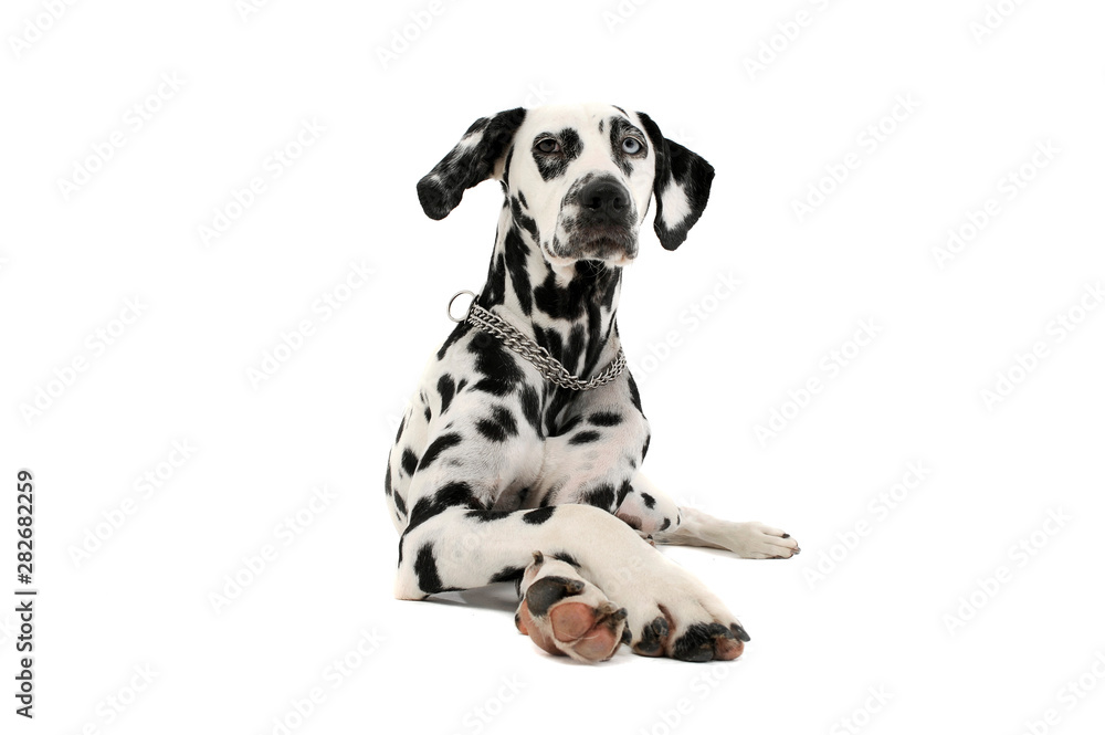 Studio shot of an adorable Dalmatian dog with different colored eyes lying and looking curiously at the camera