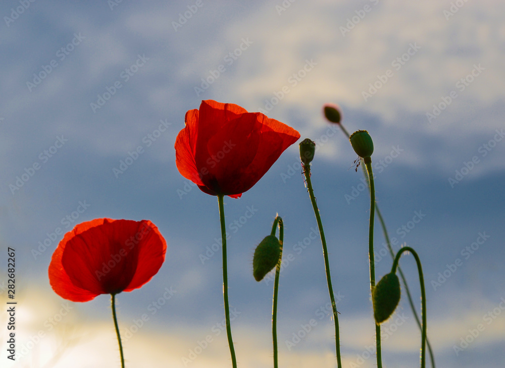 Obraz premium Wild flowers, red poppies and blue sky background in sunny day, springtime.