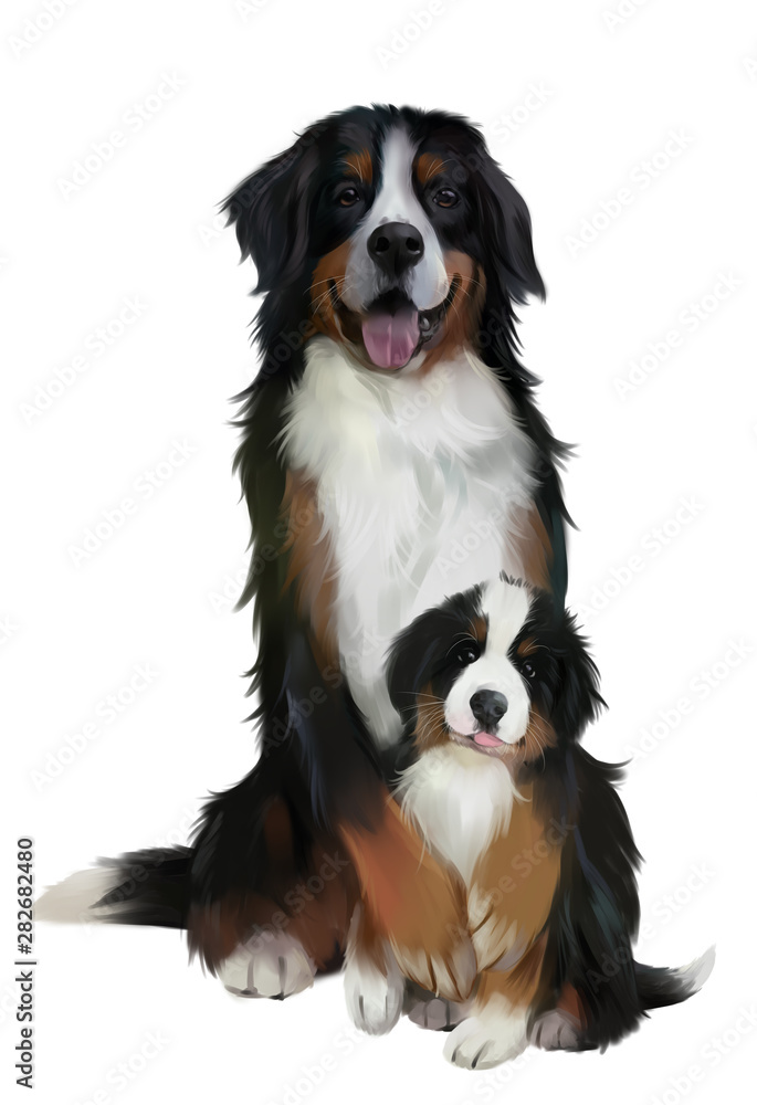 Bernese mountain dogs. Watercolor drawing