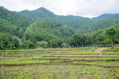  Green rice field with mountain background in Maehongson  Thailand