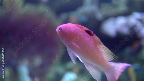 Pink or Red Margin Fairy Wrasse Fish Swimming in Aquarium, Close Up photo