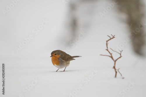 Robin in the forest snow. © DaniRodri