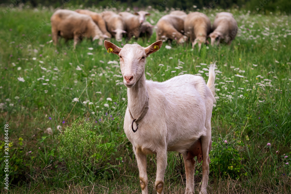 Fototapeta premium White domestic goat on a meadow