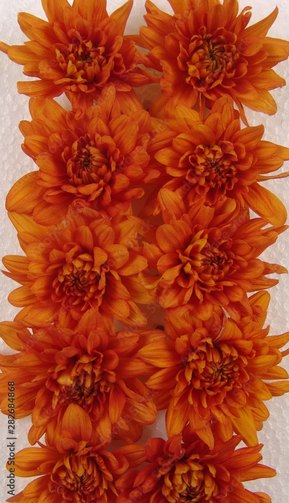 Fototapeta premium flores