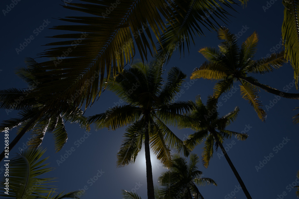 palmiers polynésiens 