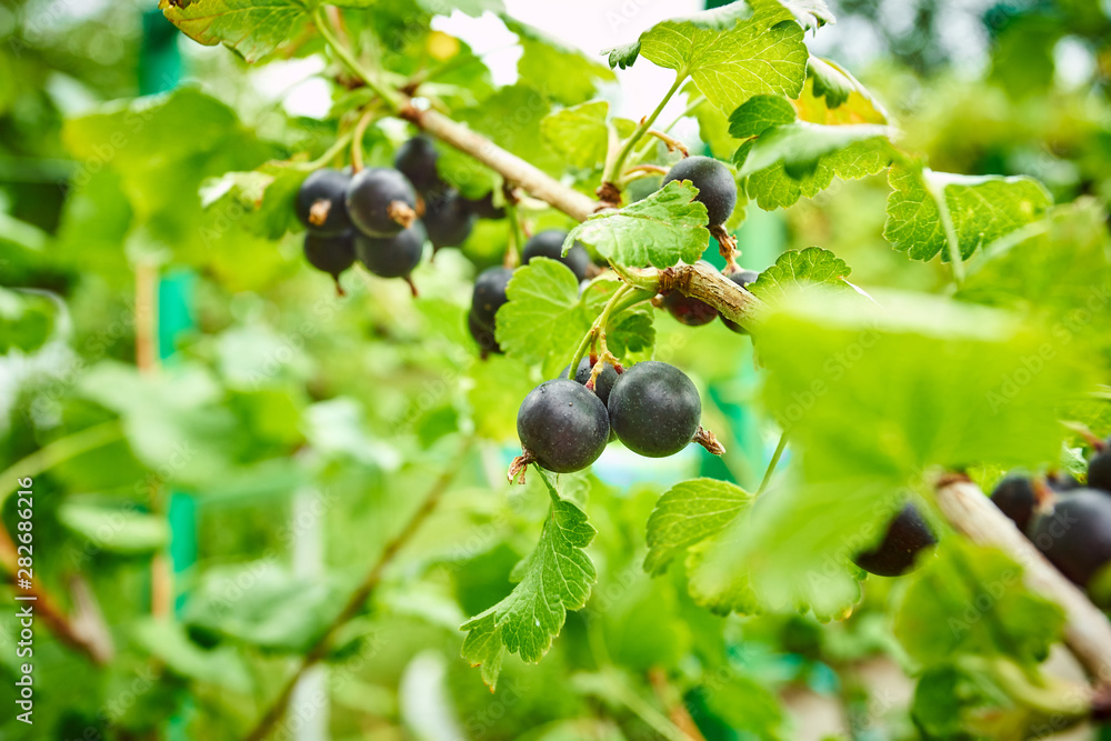 Branch of black currant in the garden Branch of black currant in the garden