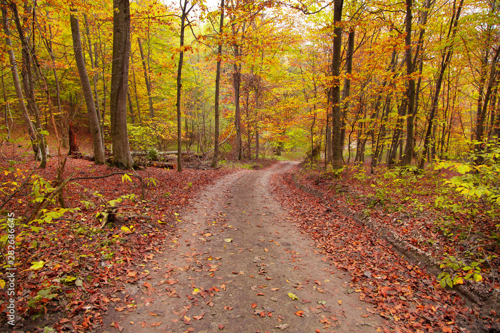 Obraz premium autumn colorful forest with road