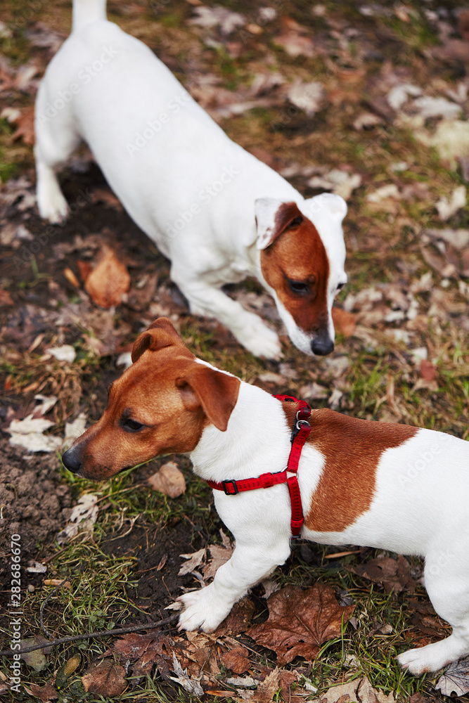 Dog Jack Russell Terrier puppy, man and dog, trust, feeding from the hand, love the dog, feeding the puppy,