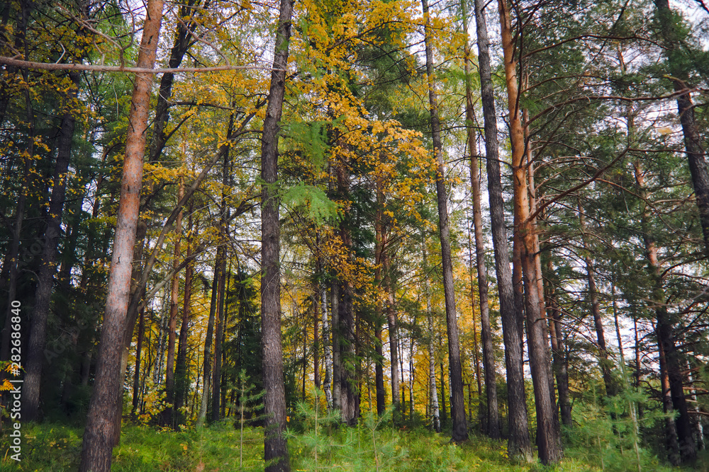 Sunset at the forest edge. Autumn landscape. Sunset at the forest edge. Autumn landscape.