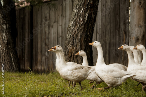 geese go to the watering hole