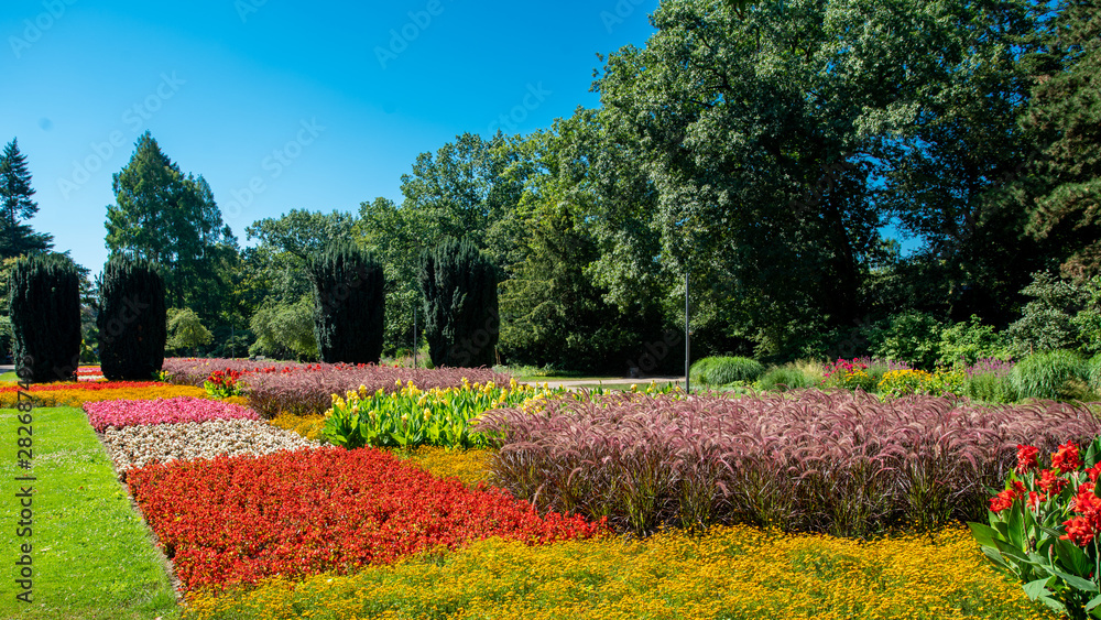 Fototapeta premium Lots of flowers in the park on a sunny day