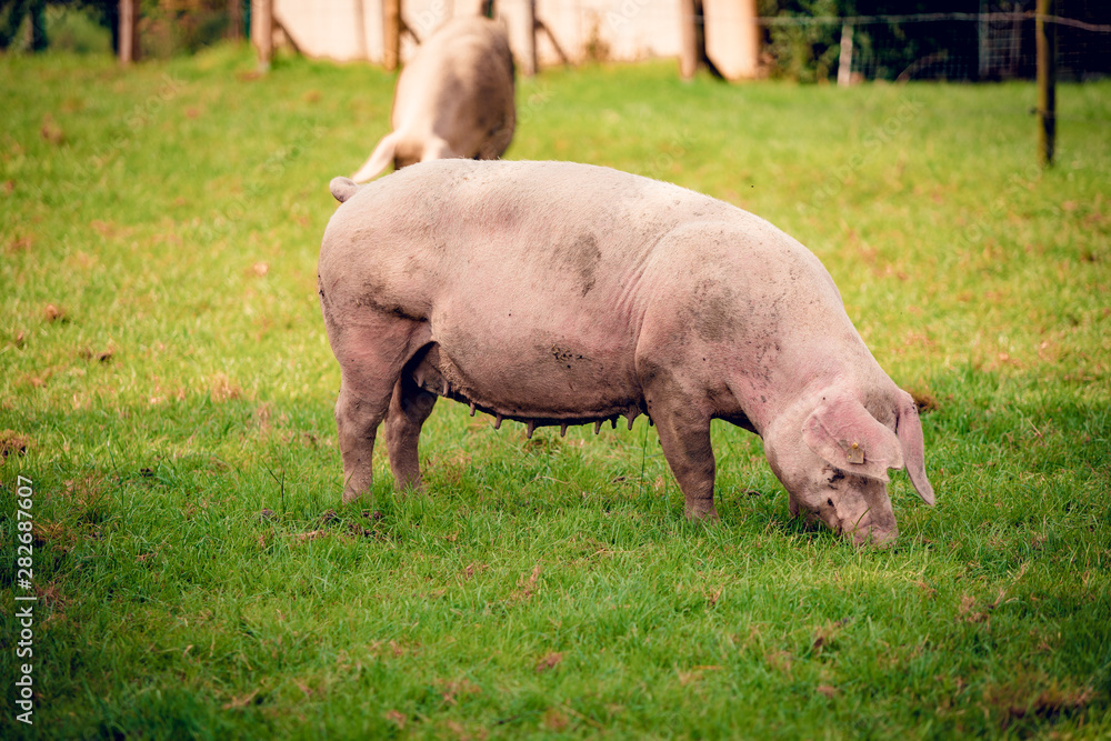 Pig portrait. Pig at pig farm Pig portrait. Pig at pig farm