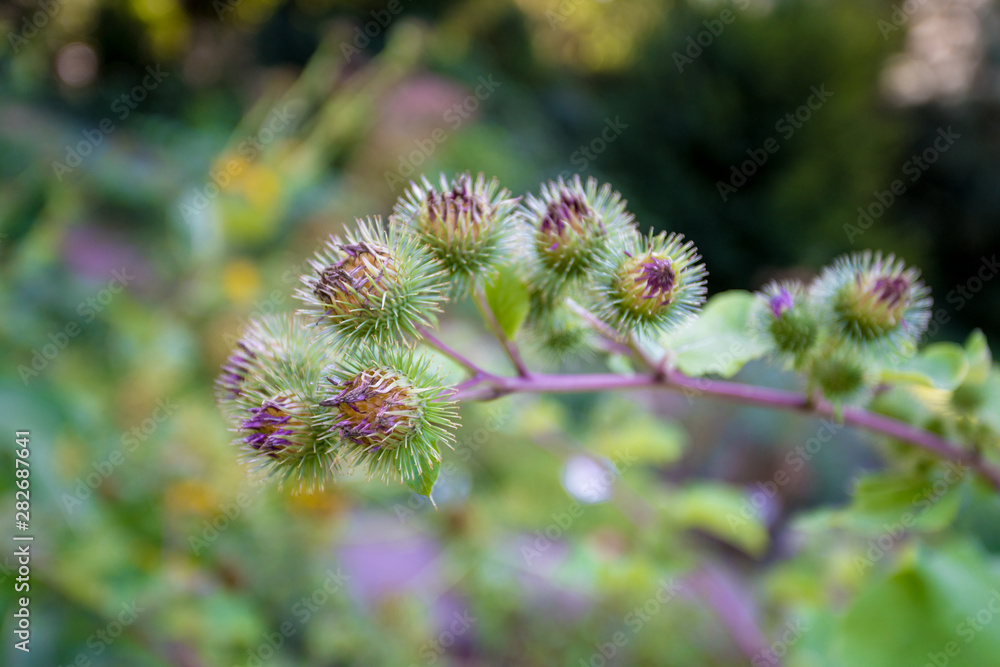 Medicinal plantation burdock. Arctium lappa Medicinal plantation burdock. Arctium lappa