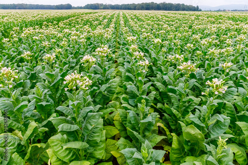 Green Tobacco leaves and pink flowers. Blooming tobacco field. Flowering tobacco plants on tobacco field background, Germany. Tobacco big leaf crops growing in tobacco plantation field