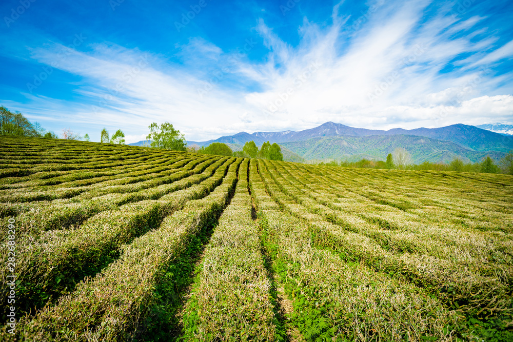 Krasnodar tea plantations in Solokhaul